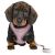 Trixie Junior Puppy Soft Harness with Leash - hám és póráz (világos lila) kölyök kutyák részére 26–34 cm/10mm, 2m