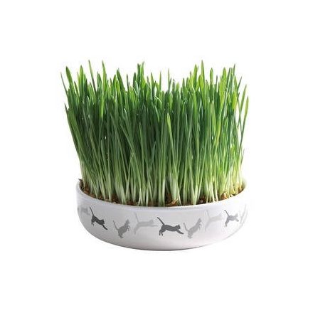 Trixie Ceramic Bowl whit Cat Grass - macskafű kerámiatálban. ø 15×4 cm (50g)