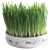 Trixie Ceramic Bowl whit Cat Grass - macskafű kerámiatálban. ø 15×4 cm (50g)